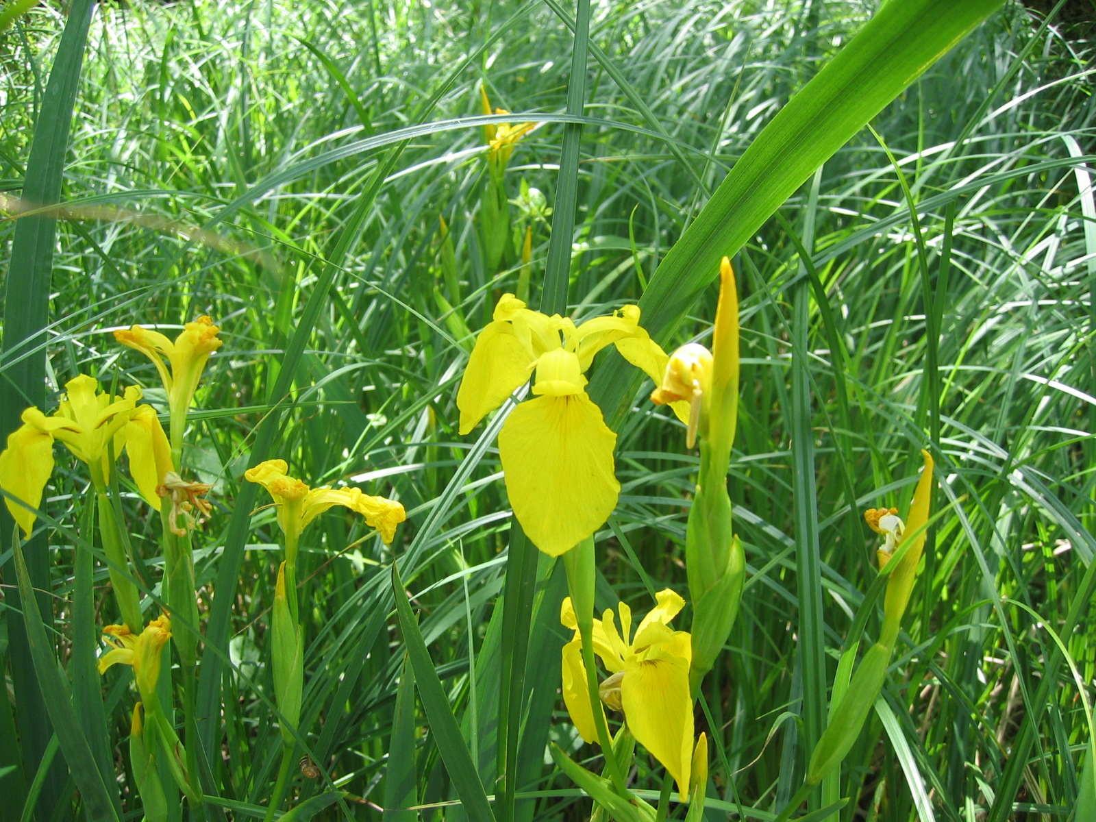 Iris faux accore c S. Récoppe